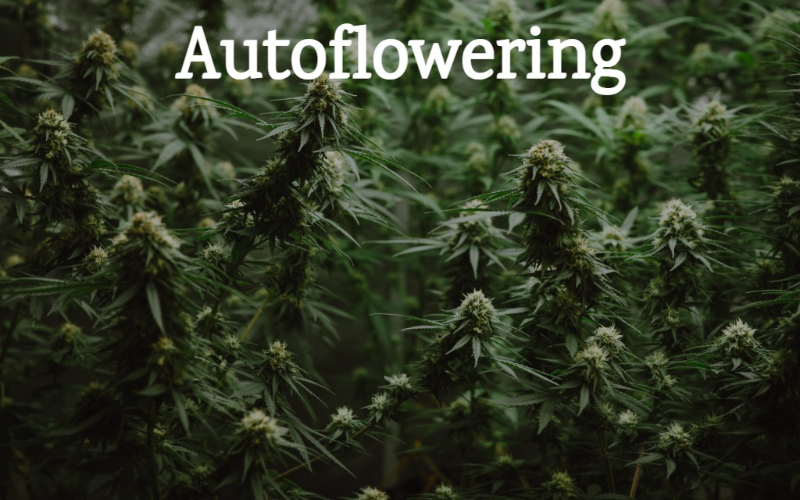 Autoflowering wietzaden