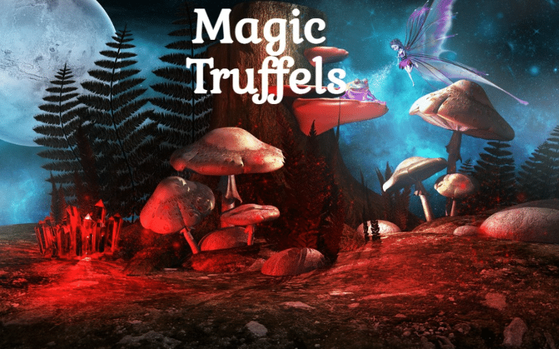 magic truffels | paddo | magic mushrooms