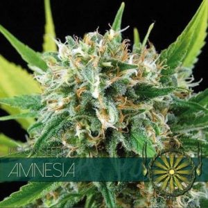 Vision Amnesia 4 Wietzaadjes
