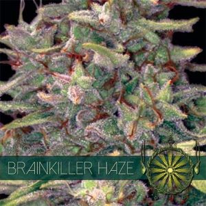 Brain Killer Haze 4 Wietzaadjes