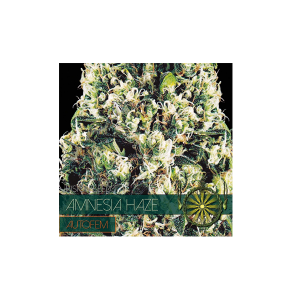 Autofem Vision Amnesia Haze 4 zaadjes