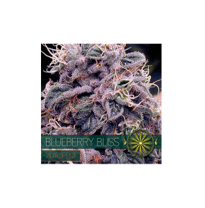 Autofem Vision Blueberry Bliss 4 zaadjes