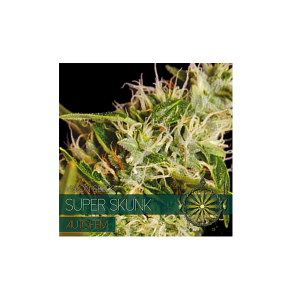 Autofem Vision Super Skunk 4 zaadjes