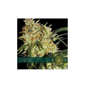 Vision Seeds Cheese 4 zaadjes