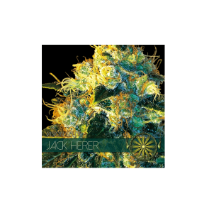 Vision Seeds Jack Herer 4 zaadjes