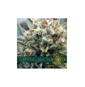 Vision Seeds Supreme Lemon 4 zaadjes